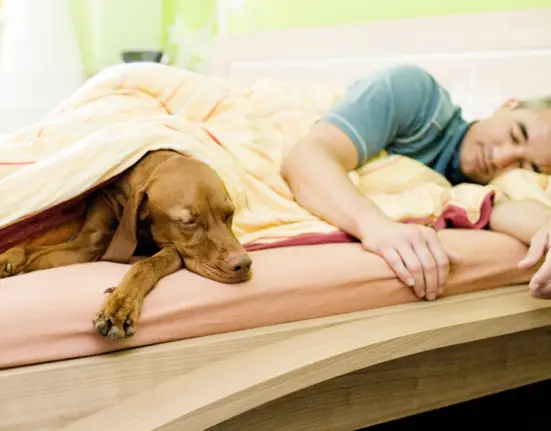 Hunde im Bett? Martin Rütter äußert sich klar und deutlich!